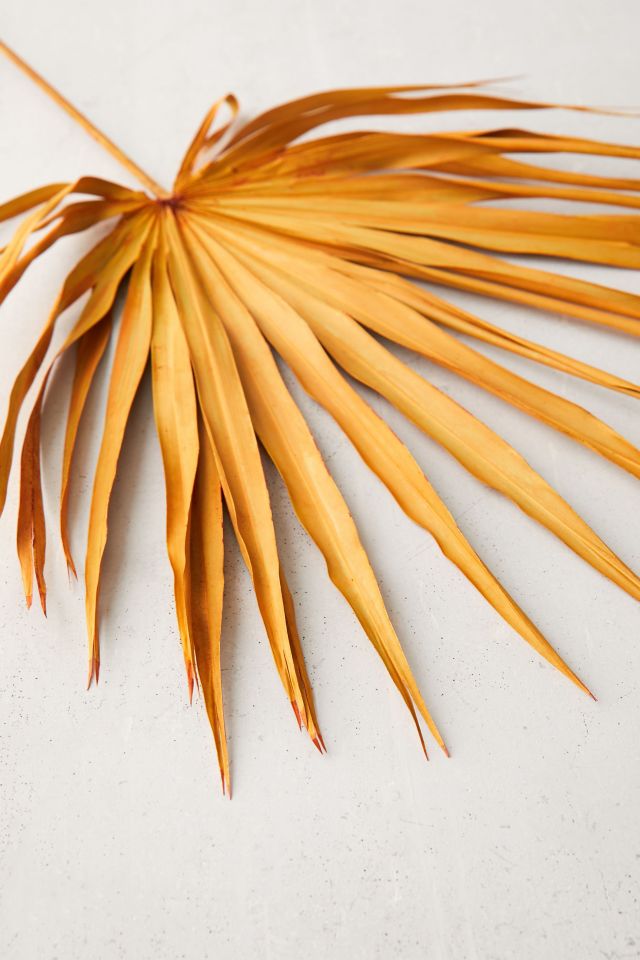 Dried Palmetto Bunch #2