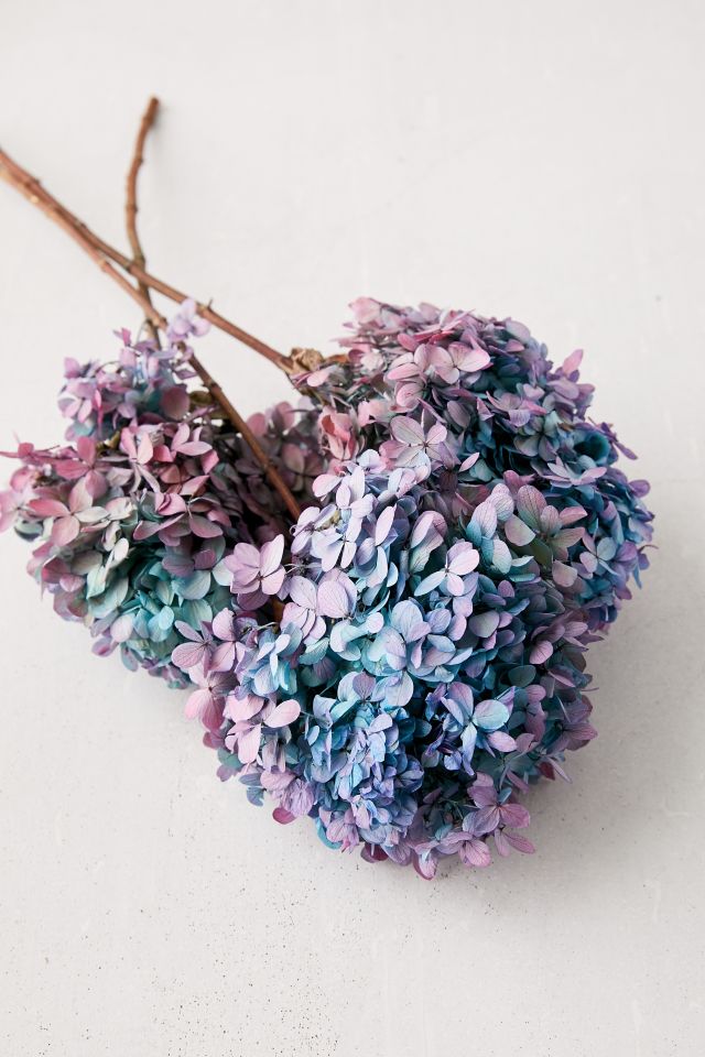 Dried Hydrangea Bunch #1