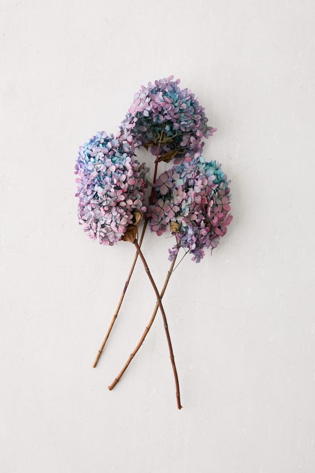 Dried Hydrangea Bunch #2