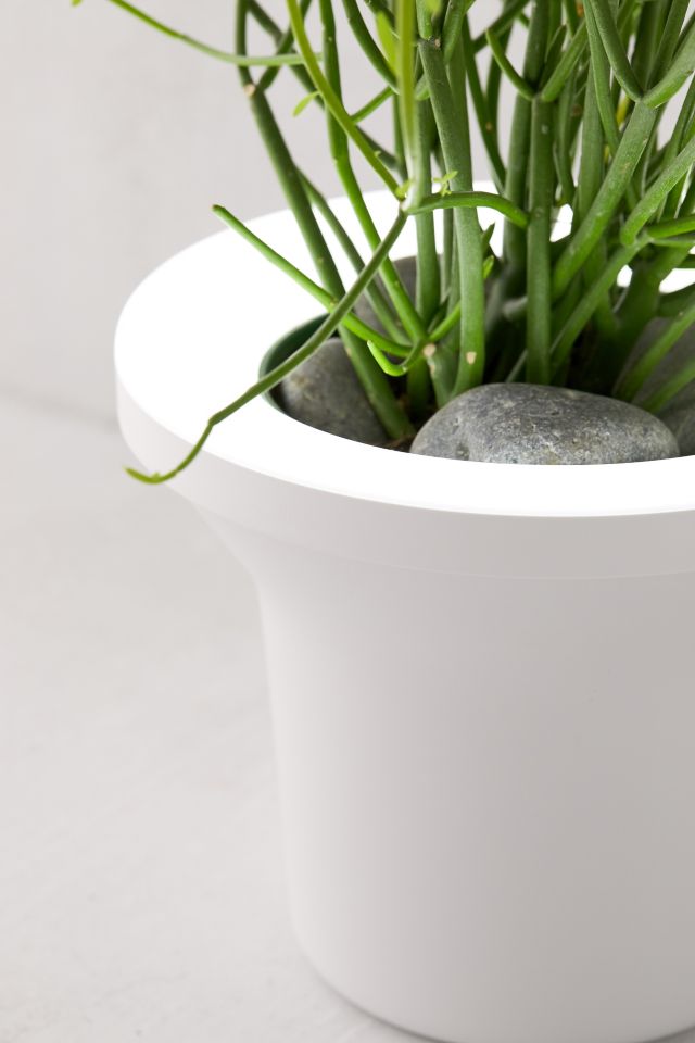 Umbra Ora Grow Light Planter #3