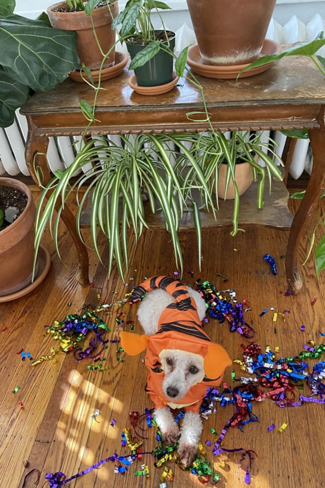 Tigger Dog Halloween Costume #2