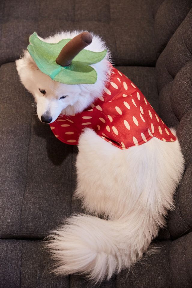 Dog on sale strawberry costume