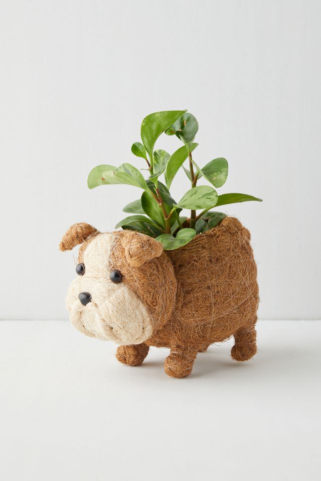 LIKHÂ Coco Coir Pup Planter #1