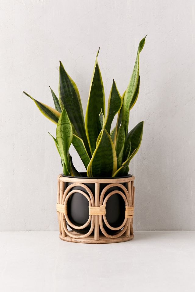Bocca 8" Planter And Basket #1