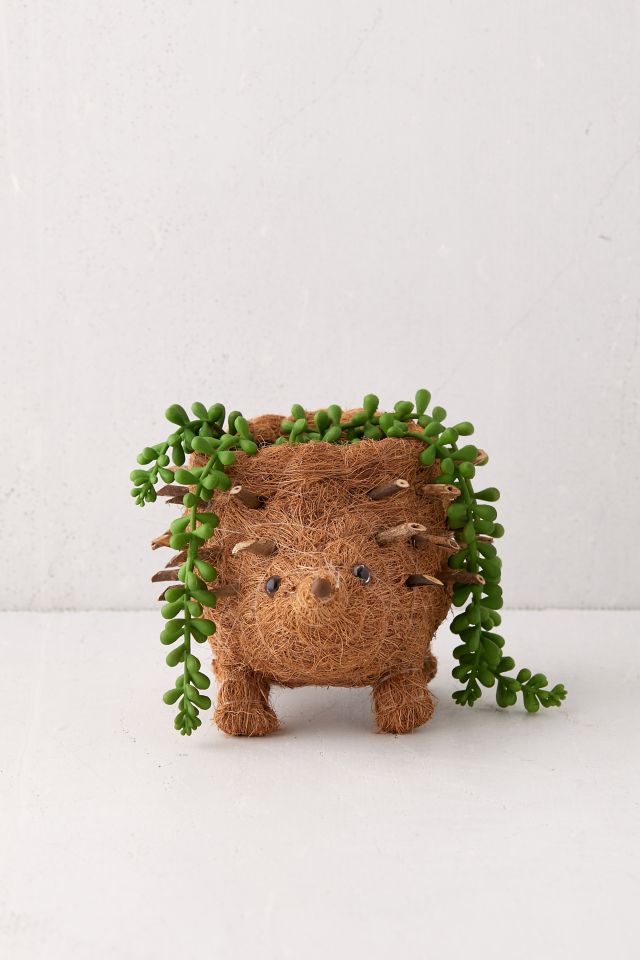 LIKHÂ Coco Coir Hedgehog Planter #1