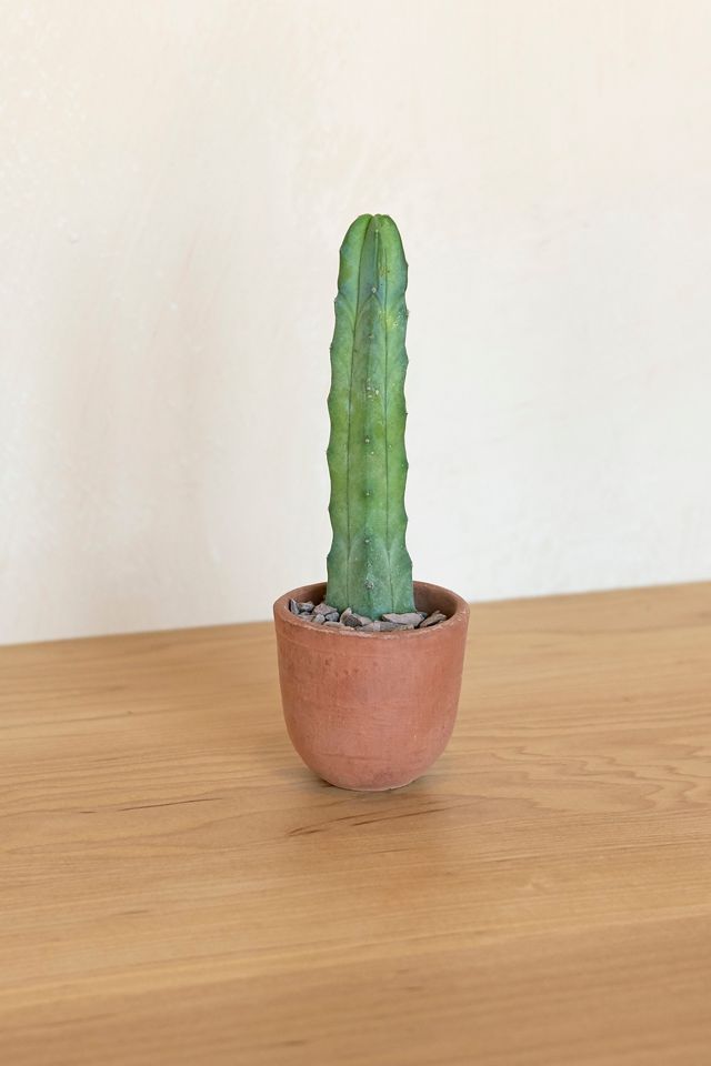 Mother Co., Plants San Pedro Seed Kit | Urban Outfitters