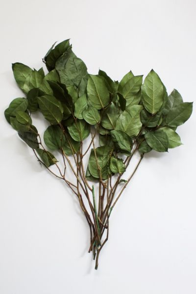 Roxanne's Dried Flowers Lemon Leaves