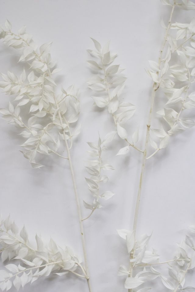 Roxanne's Dried Flowers Ruscus #1