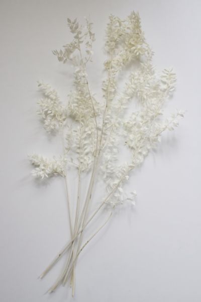 Roxanne's Dried Flowers Ruscus