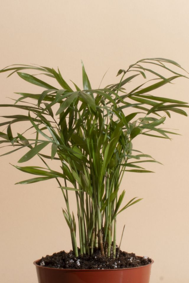 Home Botanicals Neanthe Bella Palm Air Purifying House Plant in 4" Grow Pot #1