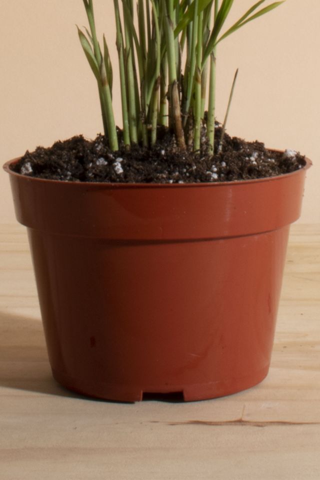 Home Botanicals Neanthe Bella Palm Air Purifying House Plant in 4" Grow Pot #2