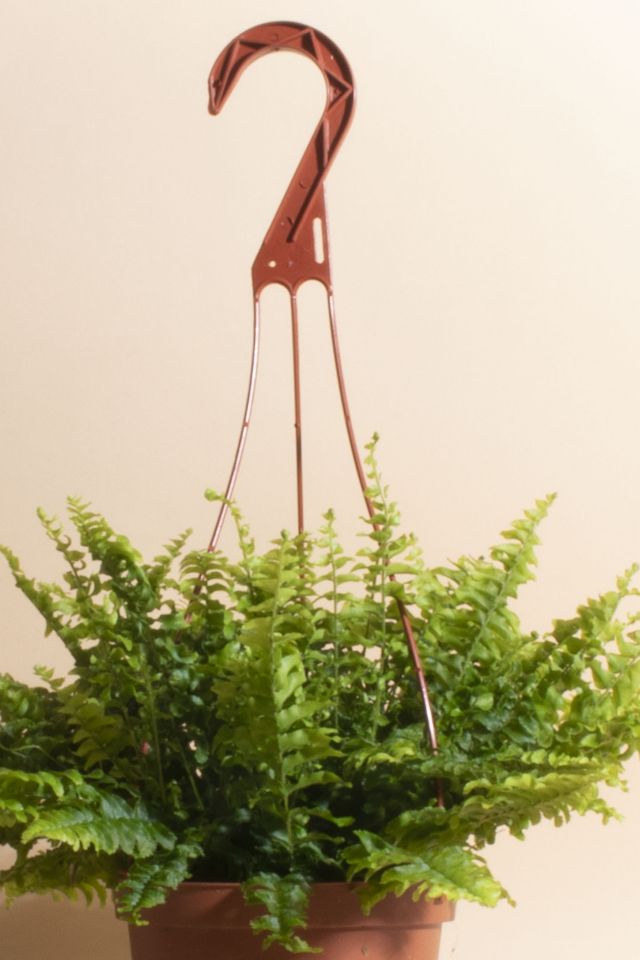 Home Botanicals Hanging Boston Fern Air Purifying House Plant in 6" Grow Pot with Hanger Included #1