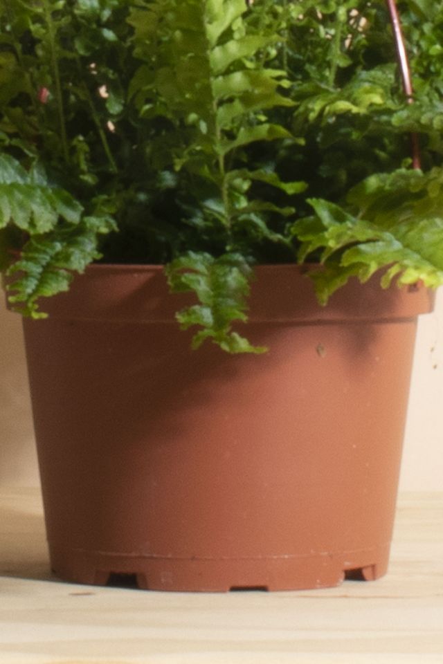 Home Botanicals Hanging Boston Fern Air Purifying House Plant in 6" Grow Pot with Hanger Included #2