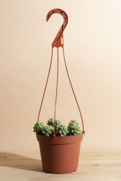 Home Botanicals Hanging Burrito Sedum Succulent in 6" Grow Pot with Hanger Included