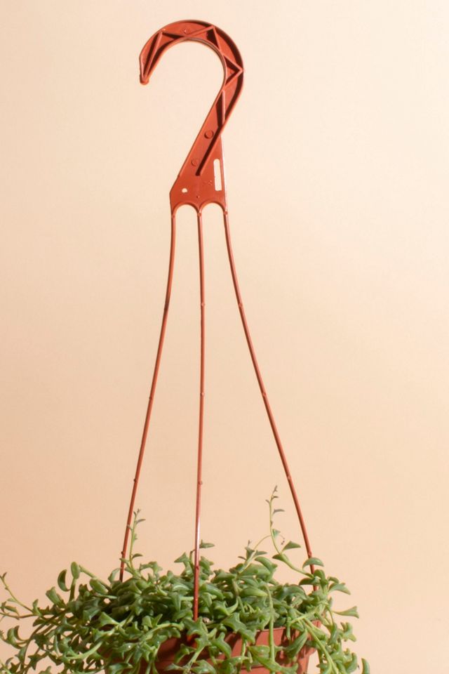 Home Botanicals Rare Hanging String of Dolphins Succulent in 6" Grow Pot with Hanger Included #1