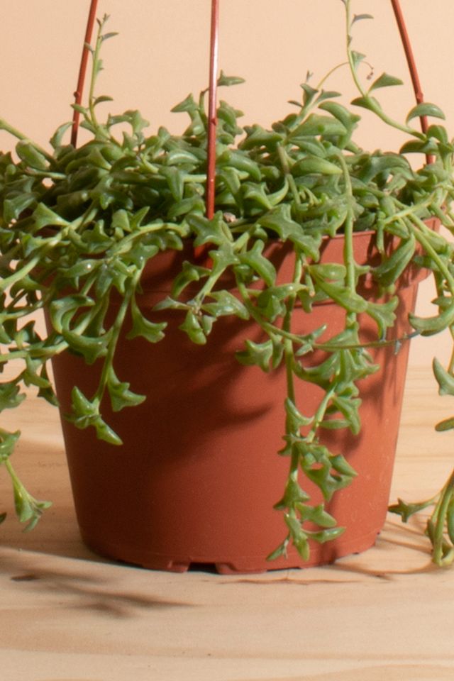 Home Botanicals Rare Hanging String of Dolphins Succulent in 6" Grow Pot with Hanger Included #2