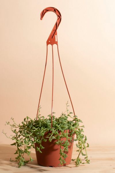 Home Botanicals Rare Hanging String of Dolphins Succulent in 6" Grow Pot with Hanger Included