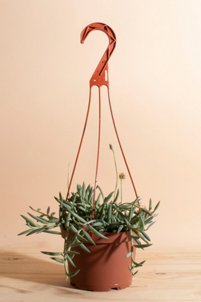 Home Botanicals Hanging String of Fishhook Succulent - Thumbnail 4