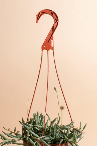 Home Botanicals Hanging String of Fishhook Succulent - Thumbnail 5