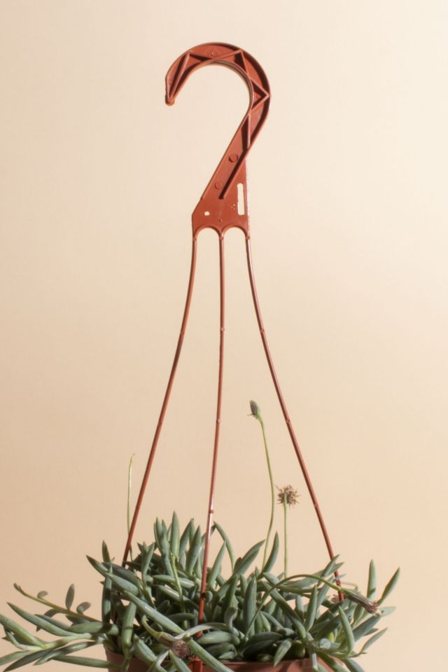 Home Botanicals Hanging String of Fishhook Succulent in 6" Grow Pot with Hanger Included #1