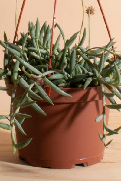 Home Botanicals Hanging String of Fishhook Succulent - Thumbnail 3