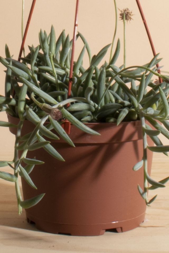 Home Botanicals Hanging String of Fishhook Succulent in 6" Grow Pot with Hanger Included #2