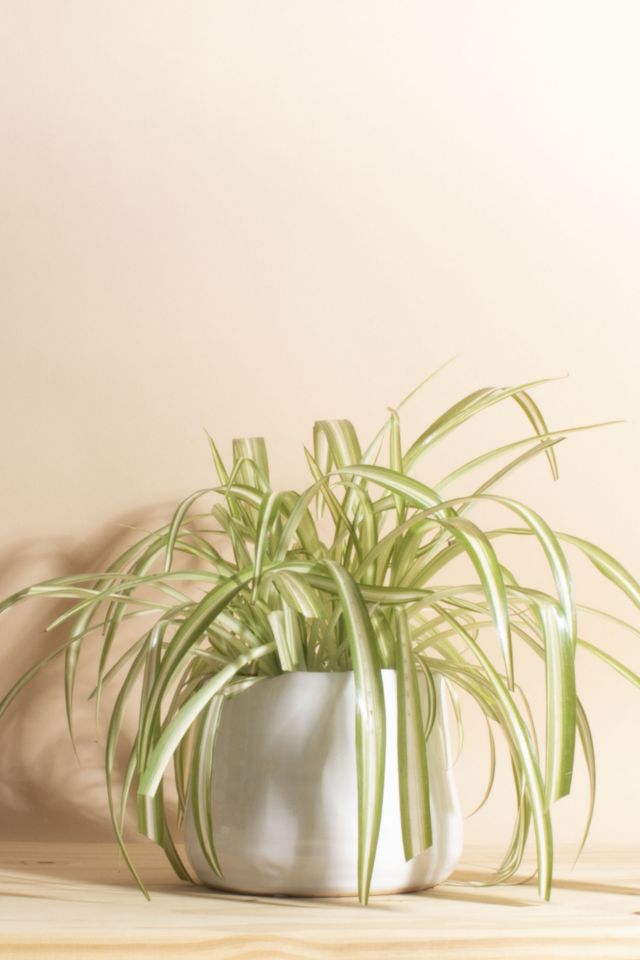 Home Botanicals Bonnie Spider Plant Houseplant in Ceramic Planter ...