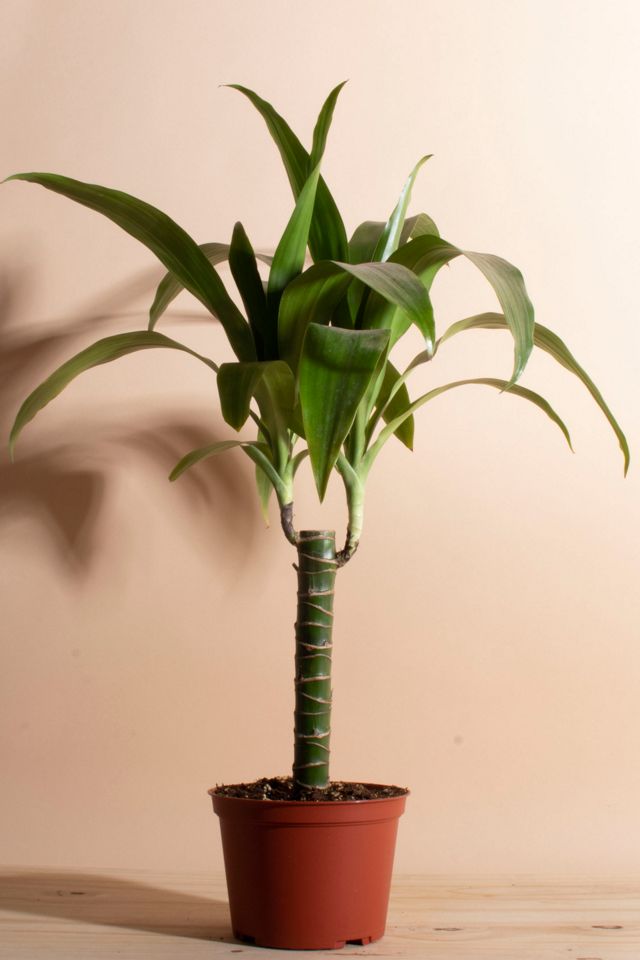 calathea trier Calathea zebrina (Korbmarante) kaufen? | Olivia main image 1