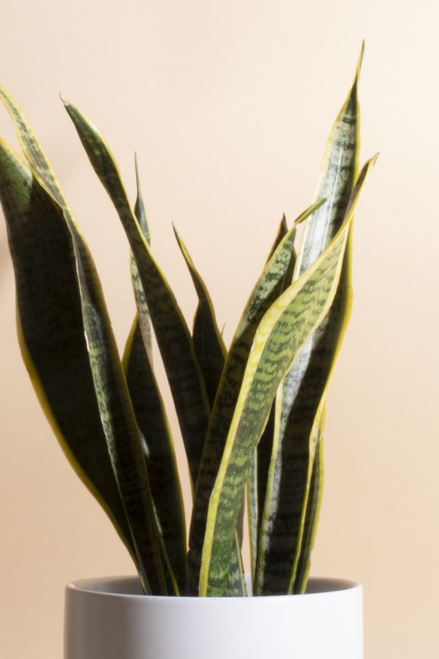 Home Botanicals Snake Plant Houseplant in 6" Mid Century Modern Ceramic Planter #1