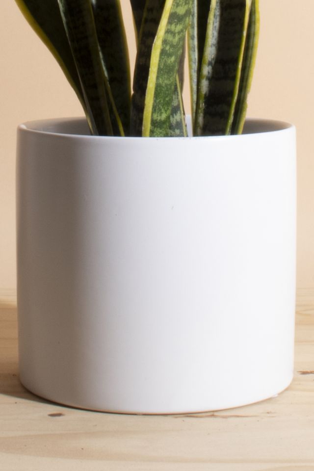 Home Botanicals Snake Plant Houseplant in 6" Mid Century Modern Ceramic Planter #2