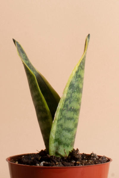 Home Botanicals Sansevieria Laurentii "Snake Plant" Air Purifying House Plant in Grow Pot