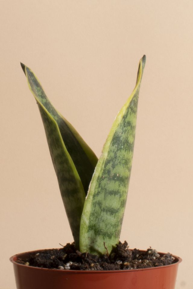 Home Botanicals Sansevieria Laurentii "Snake Plant' Air Purifying House Plant in Grow Pot #1