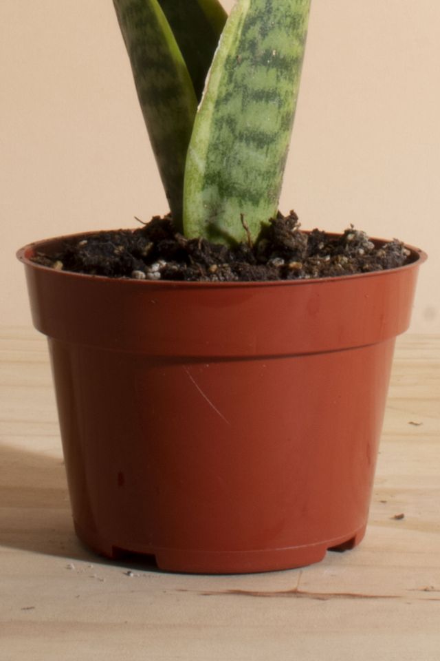 Home Botanicals Sansevieria Laurentii "Snake Plant' Air Purifying House Plant in Grow Pot #2