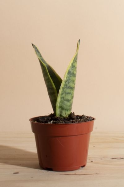 Home Botanicals Sansevieria Laurentii "Snake Plant' Air Purifying House Plant in Grow Pot