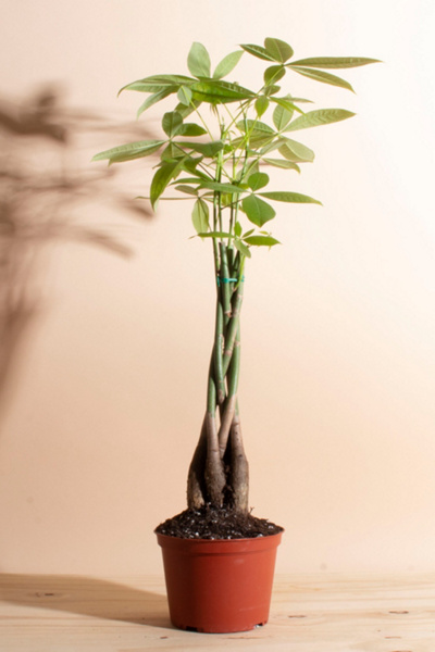 Home Botanicals Pachira Aquatica 