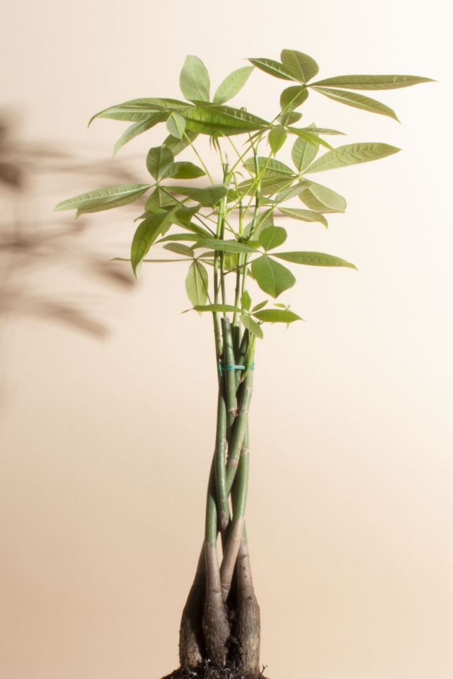 Home Botanicals Pachira Aquatica "Money Tree' House Plant in 6" Grow Pot #1