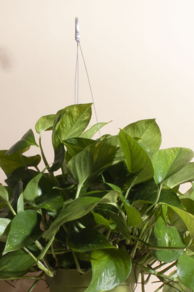 Home Botanicals Hanging Pothos Ivy Air Purifying House Plant in 6" Grow Pot with Hanger Included #1