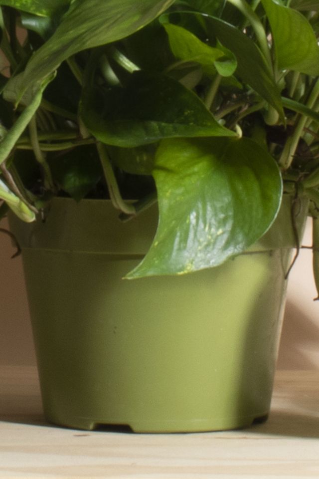 Home Botanicals Hanging Pothos Ivy Air Purifying House Plant in 6" Grow Pot with Hanger Included #2