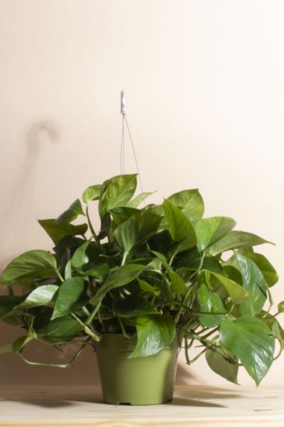 Home Botanicals Hanging Pothos Ivy Air Purifying House Plant in 6" Grow Pot with Hanger Included
