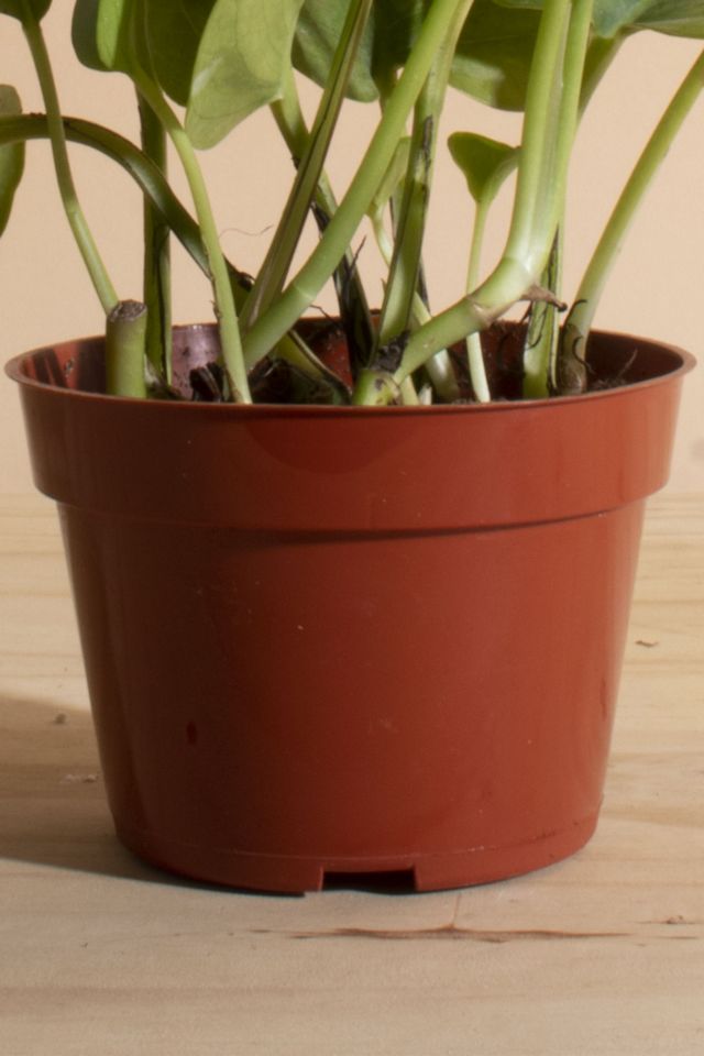 Home Botanicals Epipremnum aureum 'Pothos Ivy' Air Purifying House Plant in 4" Grow Pot #2