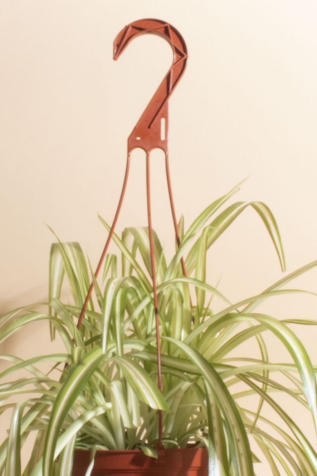 Home Botanicals Hanging Bonnie Spider Air Purifying House Plant in 6" Grow Pot with Hanger Included #1