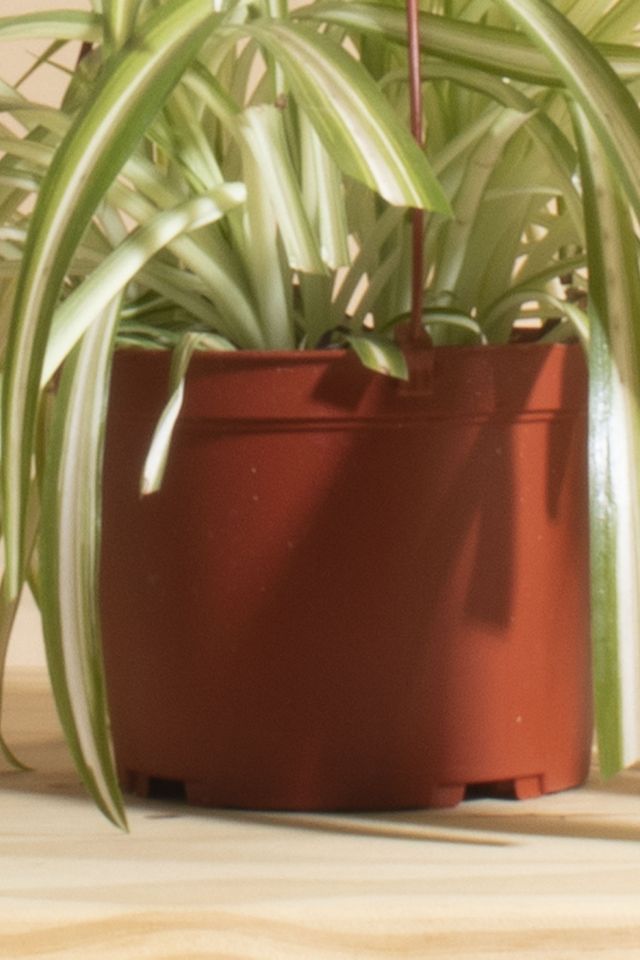 Home Botanicals Hanging Bonnie Spider Air Purifying House Plant in 6" Grow Pot with Hanger Included #2