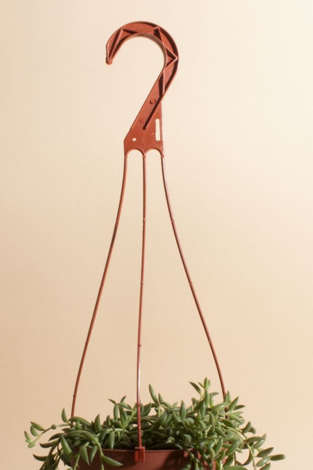 Home Botanicals Hanging String of Bananas Succulent in 6" Grow Pot with Hanger Included #1