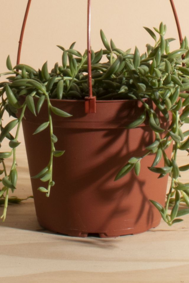 Home Botanicals Hanging String of Bananas Succulent in 6" Grow Pot with Hanger Included #2