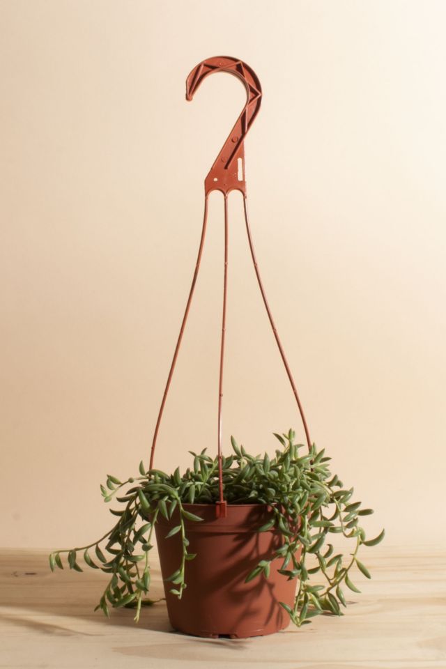 Home Botanicals Hanging String of Bananas Succulent in 6 Grow Pot with  Hanger Included