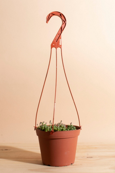 Home Botanicals String of Pearls Succulent - Thumbnail 2