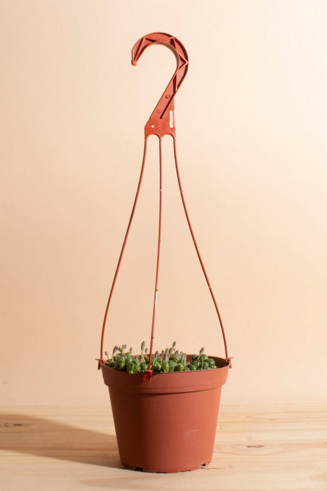 Cascading String of Pearls Succulent in 6" Natural Pot