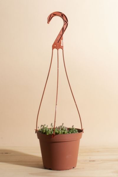 Home Botanicals Hanging String of Pearls Succulent in 6" Grow Pot with Hanger Included