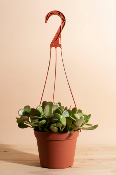 Home Botanicals Trailing Jade Succulent in 6" Grow Pot with Hanger Included - Thumbnail 3