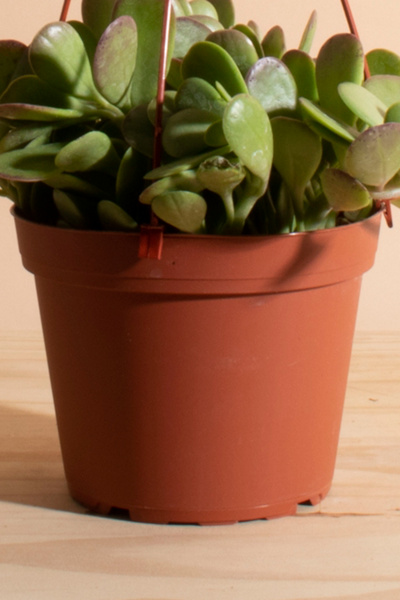 Home Botanicals Trailing Jade Succulent in 6" Grow Pot with Hanger Included - Thumbnail 5